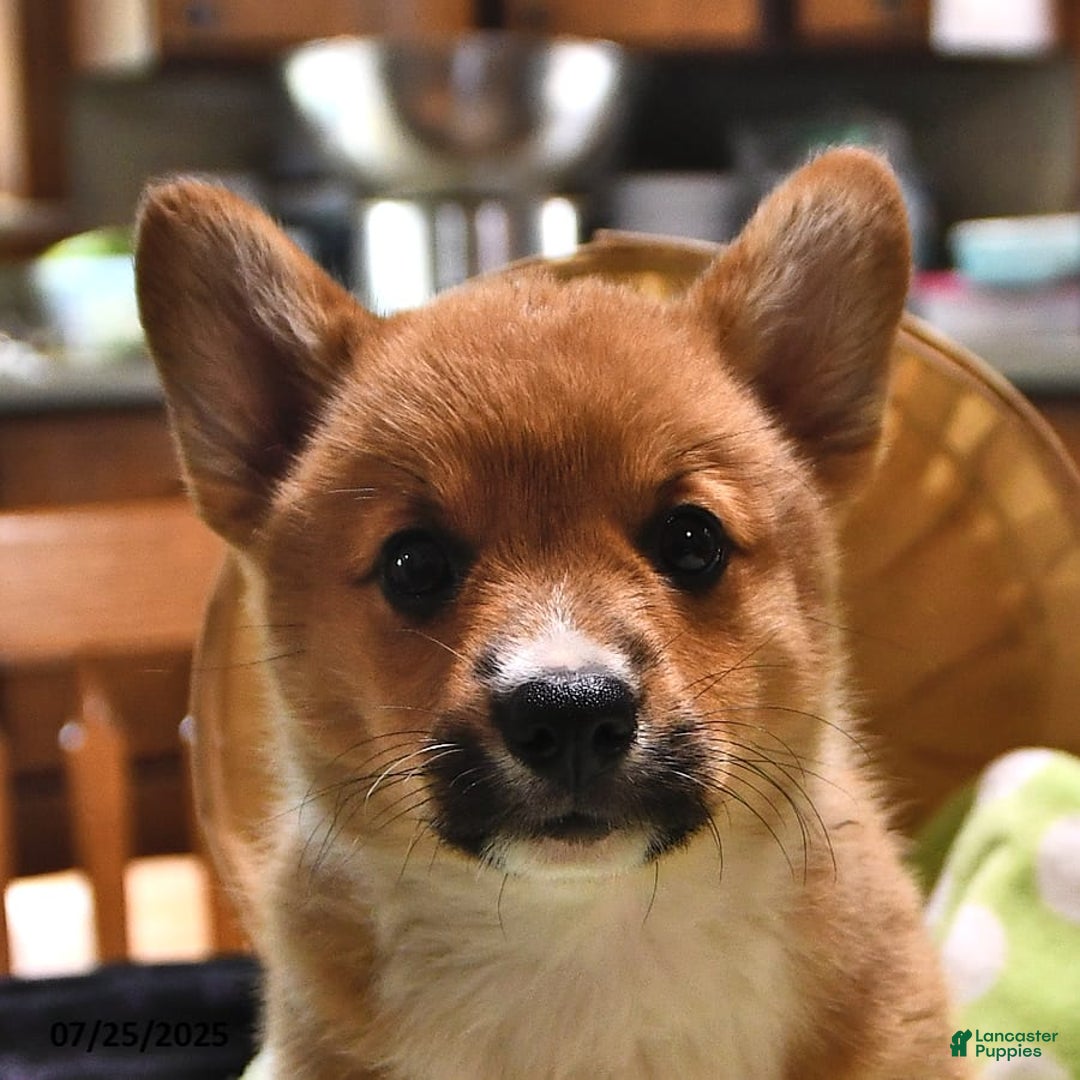 Welsh Corgi Pembroke dogs for sale: Tj - Image 2