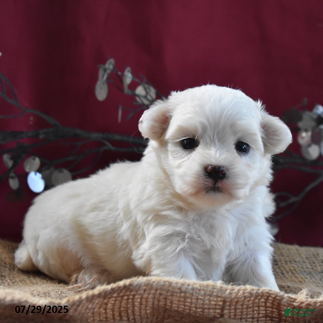 Maltese dogs for sale: Brent - Image 2