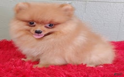 Pomeranian dogs for sale: Spanky - Image 5