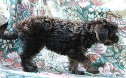 Miniature Poodle dogs for sale: Cocoa - Image 5