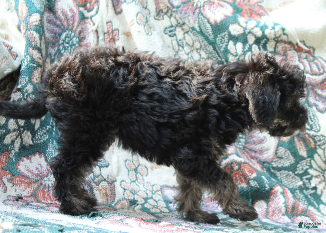Miniature Poodle dogs for sale: Cocoa - Image 5