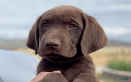 Labrador Retriever dogs for sale: Hershey - Image 2