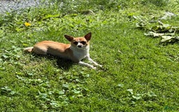 Chihuahua dogs for sale: Harvey - Image 11