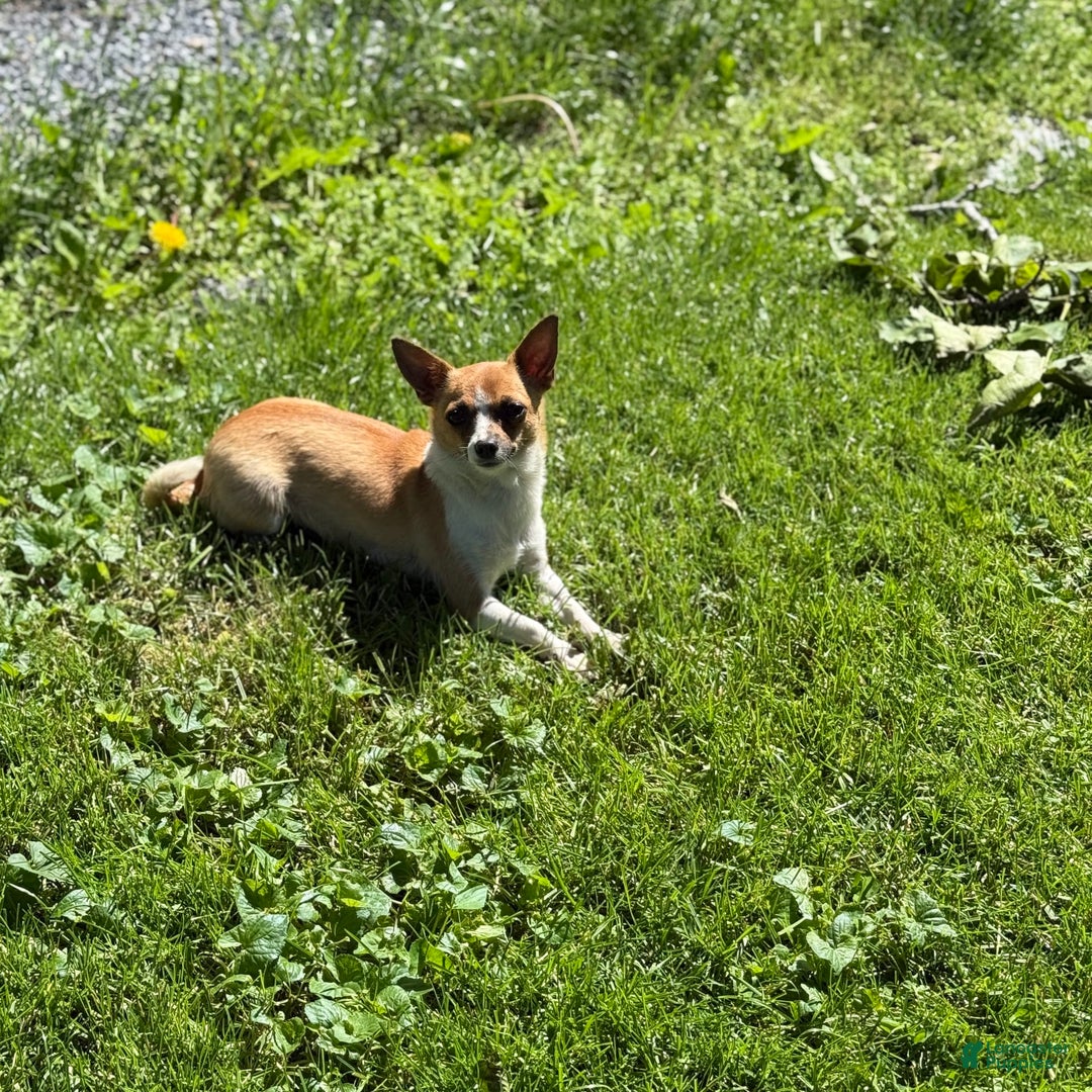 Chihuahua dogs for sale: Harvey - Image 11