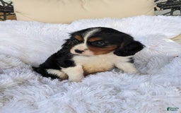 Cavalier King Charles Spaniel dogs for sale: Jax - Image 2