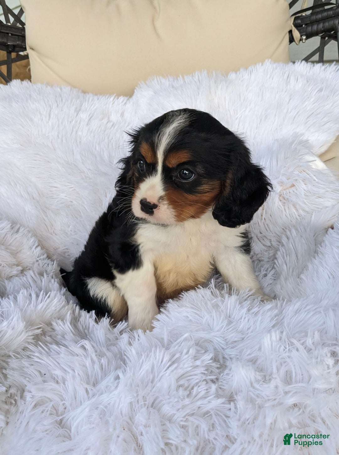Cavalier King Charles Spaniel dogs for sale: Jax - Image 2