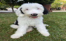 Sheepadoodle dogs for sale: Cadbury - Image 5
