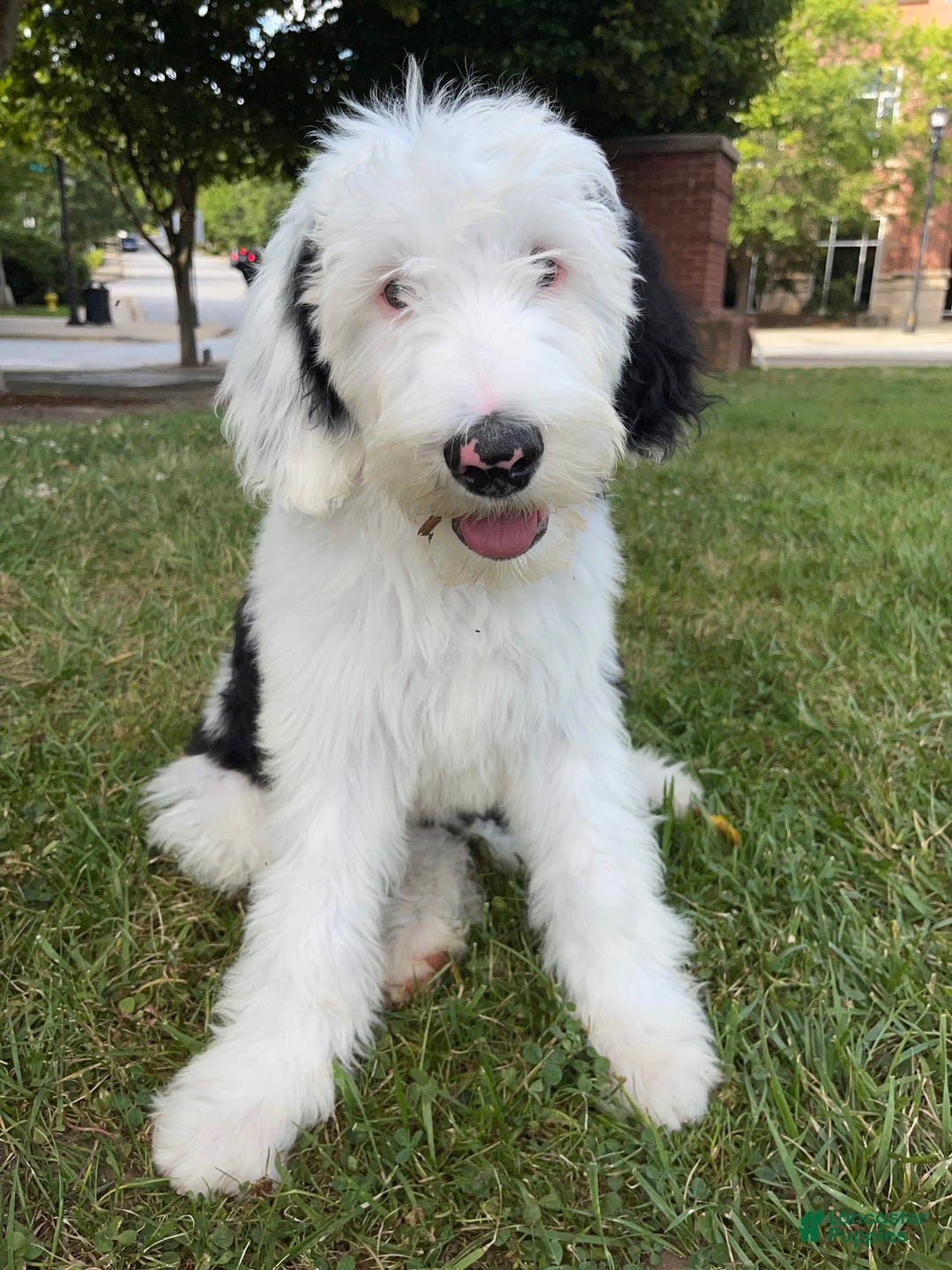 Sheepadoodle dogs for sale: Cadbury - Image 5