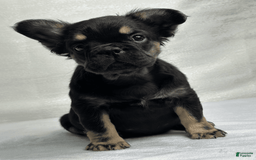 French Bulldog dogs for sale: Roxy - Image 3