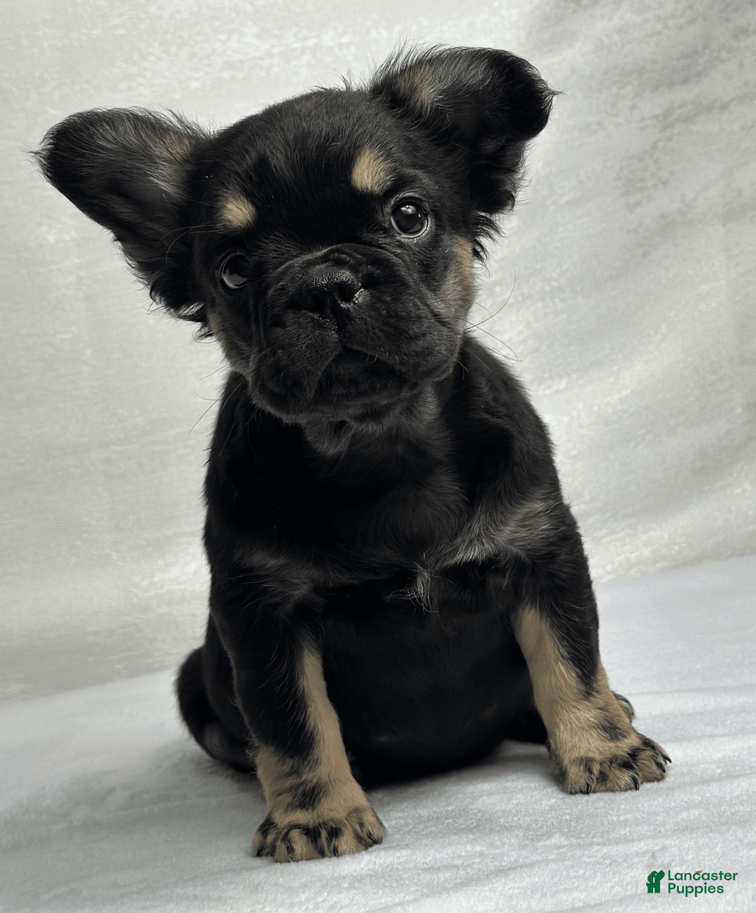 French Bulldog dogs for sale: Roxy - Image 3