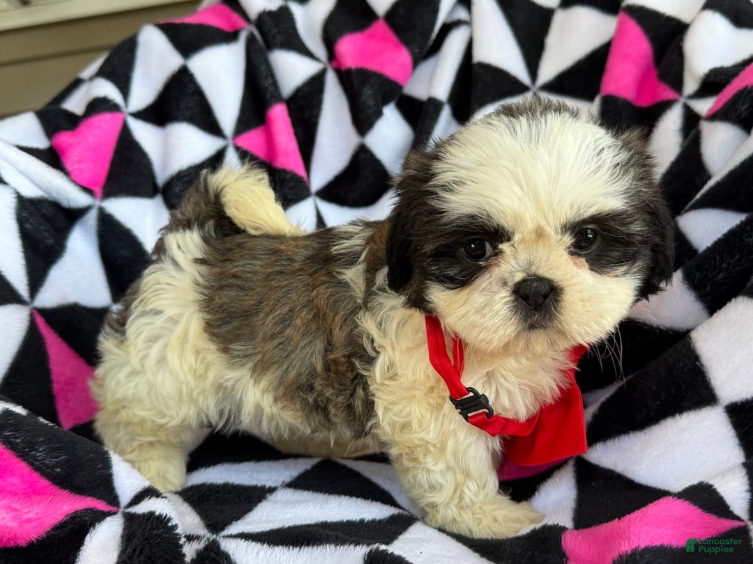 Shih Tzu dogs for sale: Betsy - Image 6