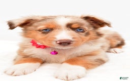 Australian Shepherd dogs for sale: Raine - Image 1