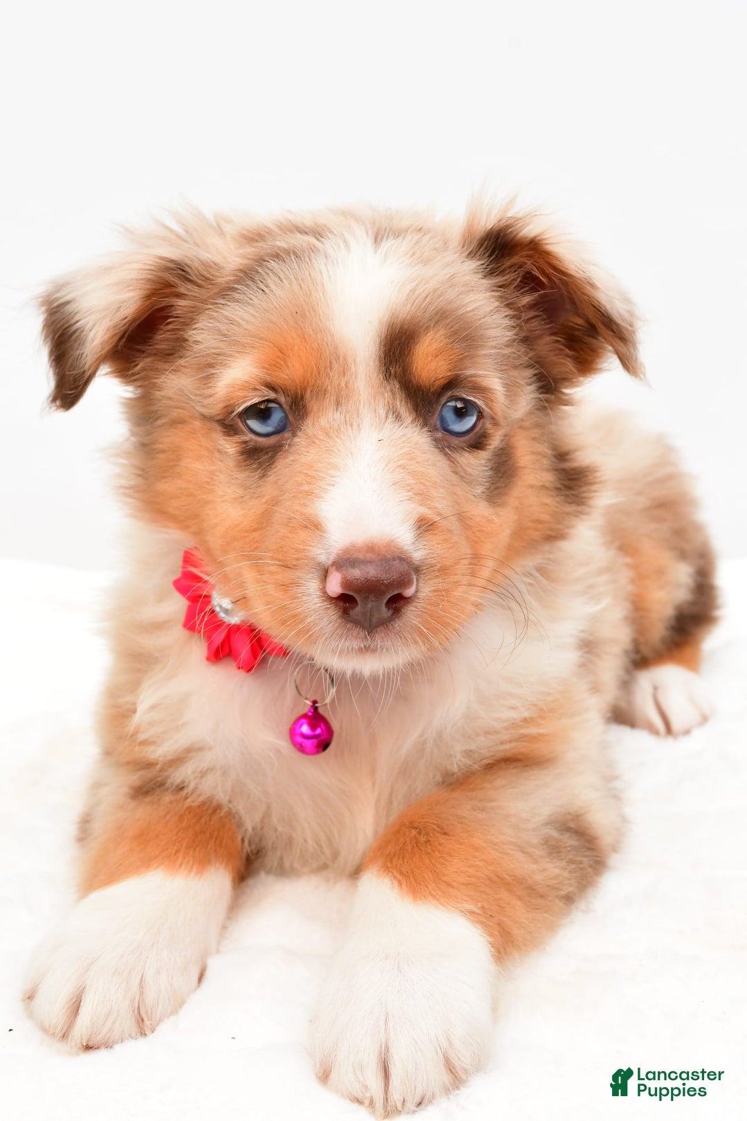 Australian Shepherd dogs for sale: Raine - Image 1