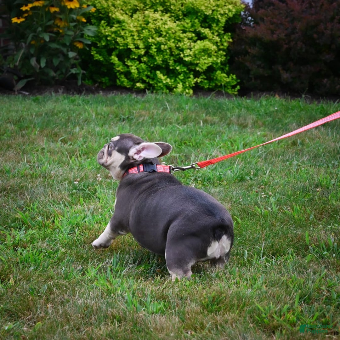 French Bulldog dogs for sale: Brooke - Image 3