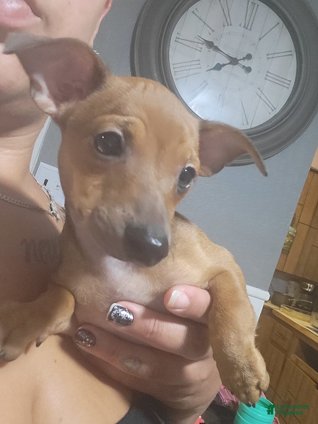 Chihuahua dogs for sale: Toby - Image 4