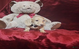 Miniature Dachshund dogs for sale: Butterbean - Image 3