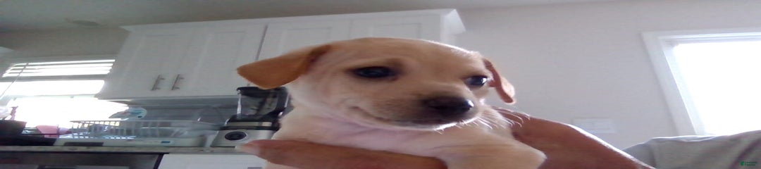 Teddy