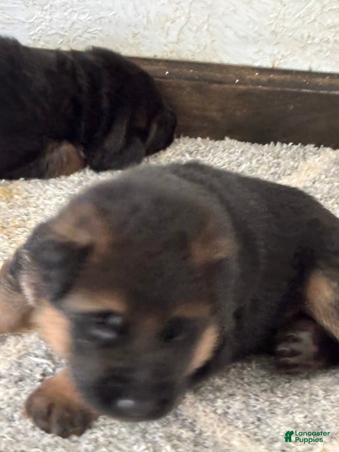 German Shepherd dogs for sale: 2nd Boy - Image 2