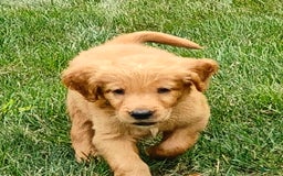 Goldendoodle dogs for sale: Rocky - Image 3