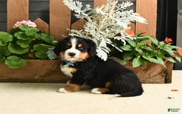 Bernese Mountain Dog dogs for sale: Max - Image 4