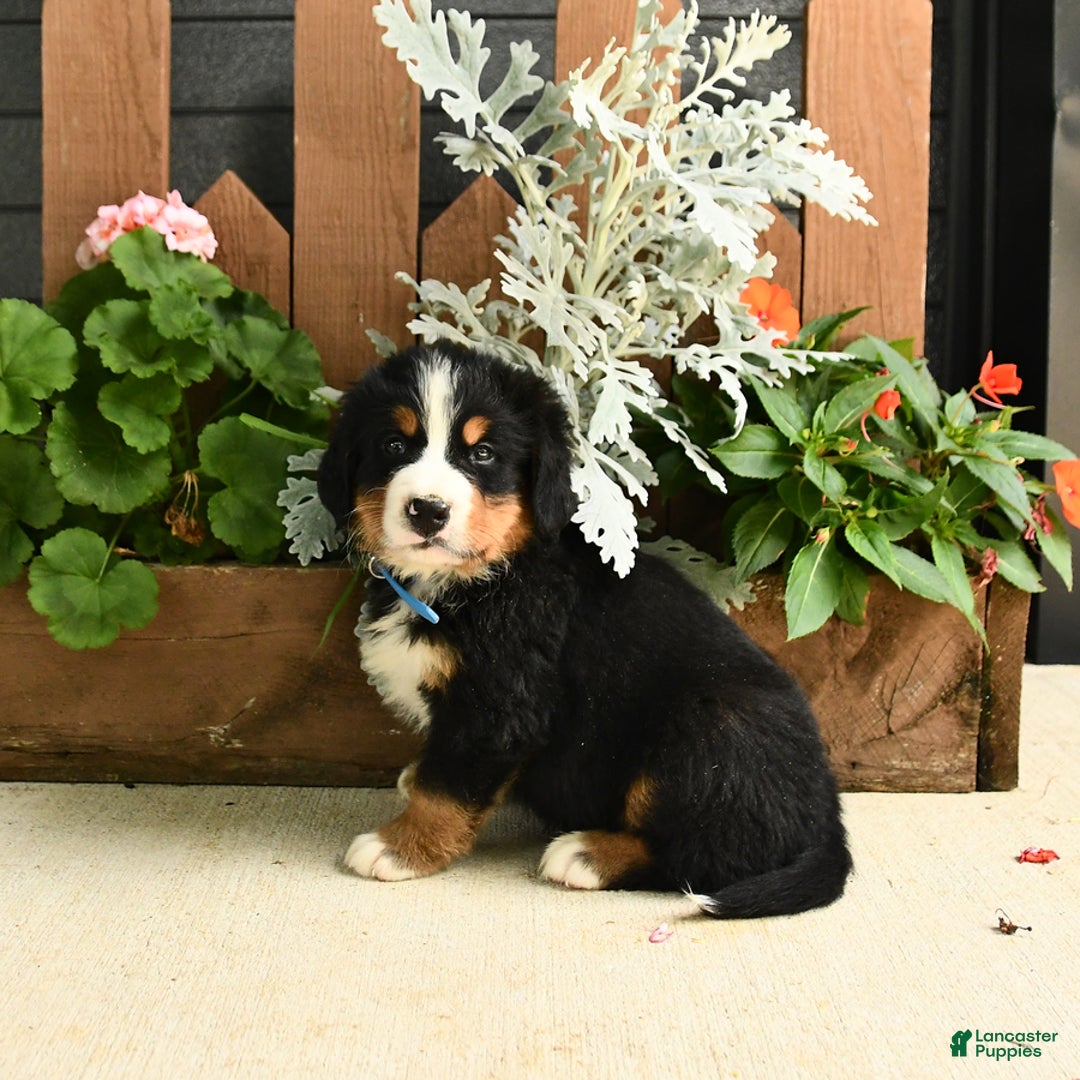 Bernese Mountain Dog dogs for sale: Max - Image 4