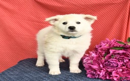 American Eskimo dogs for sale: Moonlight - Image 5