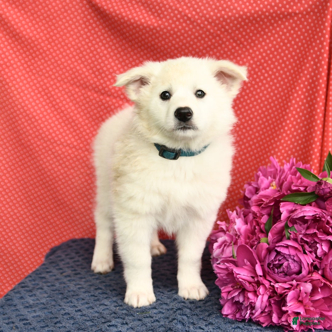 American Eskimo dogs for sale: Moonlight - Image 5