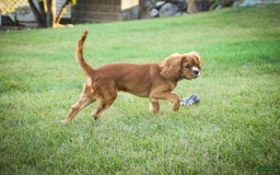 Cavalier King Charles Spaniel dogs for sale: Clifford - Image 2