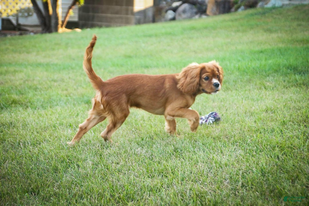Cavalier King Charles Spaniel dogs for sale: Clifford - Image 2