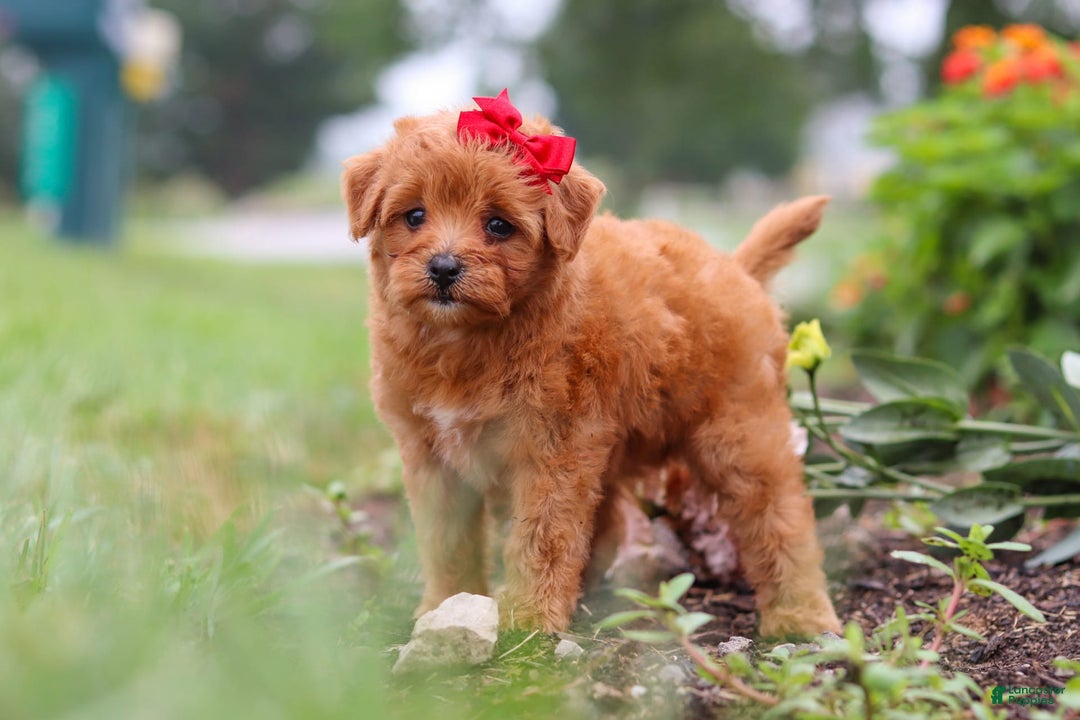 Maltipoo dogs for sale: Sophie - Image 10