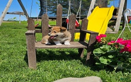 Welsh Corgi Pembroke dogs for sale: Chocolate - Image 3