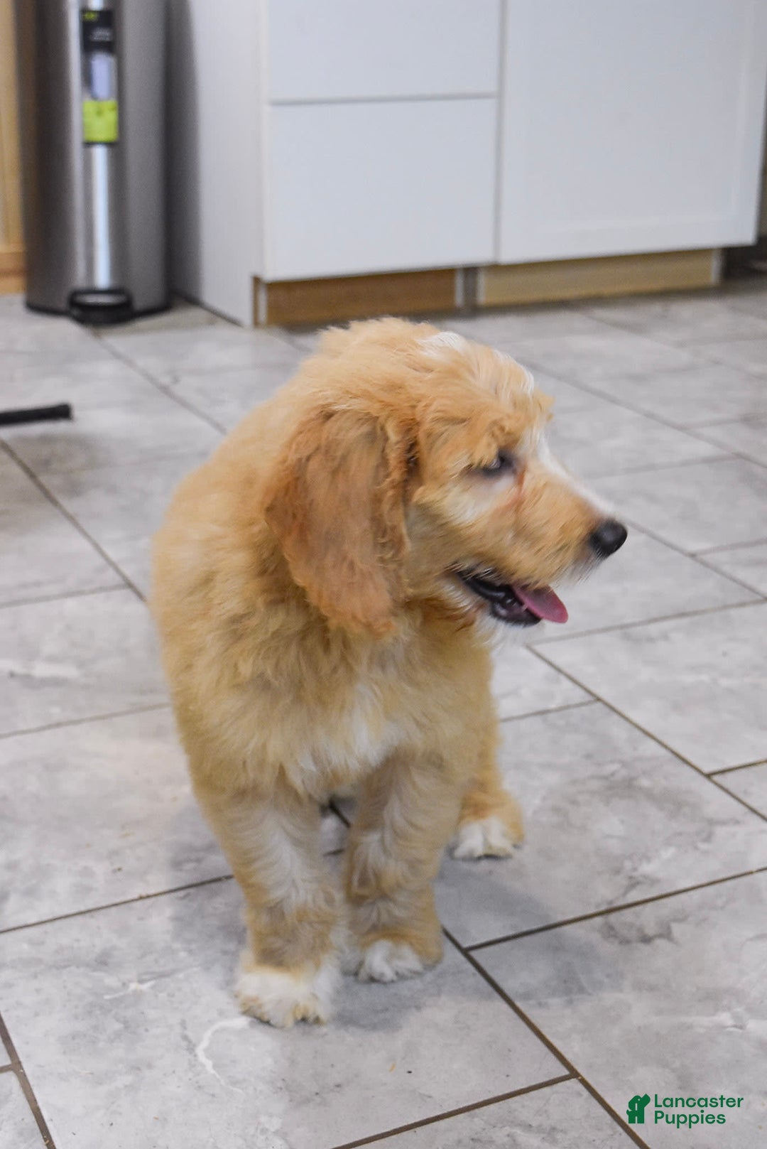 Goldendoodle dogs for sale: Sophie - Image 7