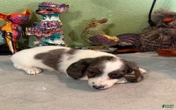 Miniature Dachshund dogs for sale: Gilly - Image 2