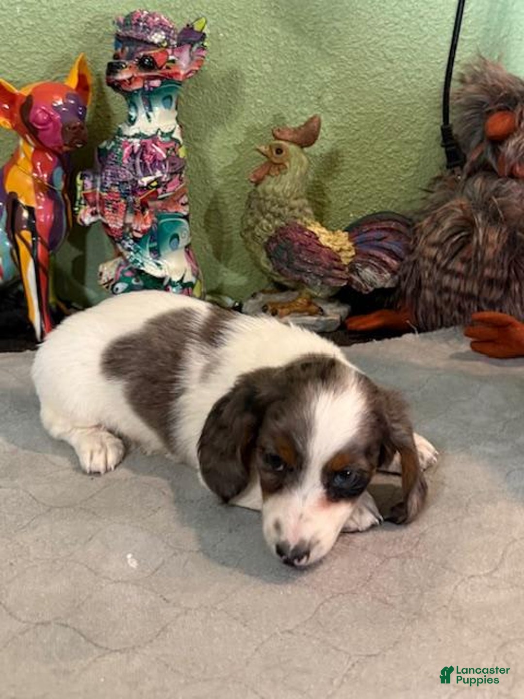 Miniature Dachshund dogs for sale: Gilly - Image 2
