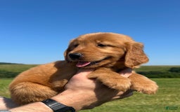 Golden Retriever dogs for sale: Fin - Image 3