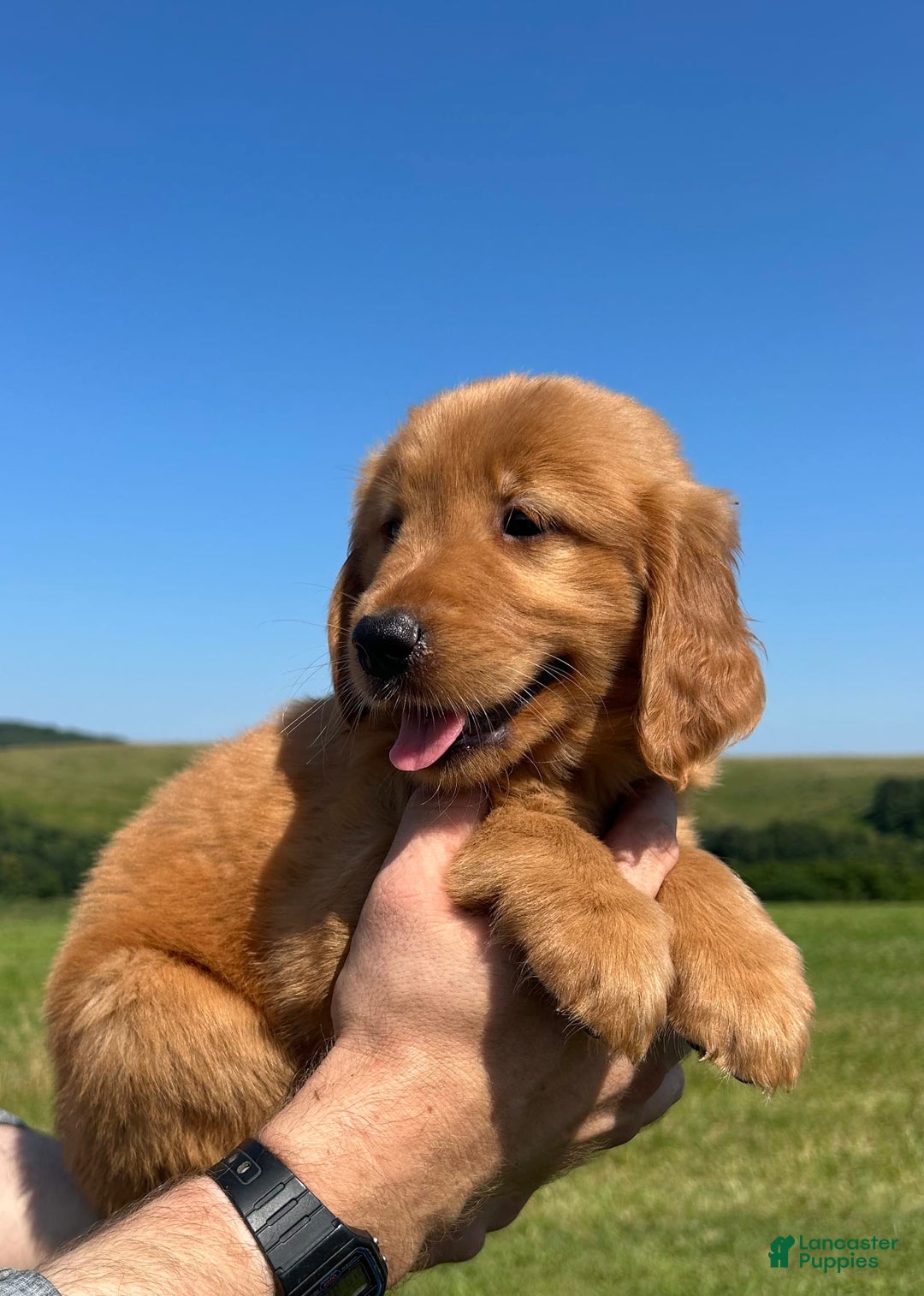 Golden Retriever dogs for sale: Fin - Image 3