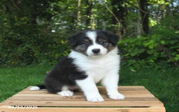Australian Shepherd dogs for sale: Alivia - Image 1