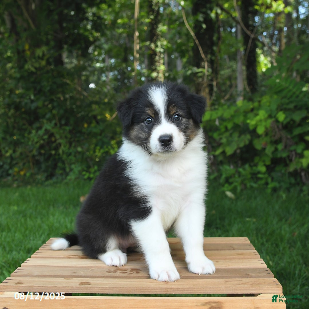 Australian Shepherd dogs for sale: Alivia - Image 1