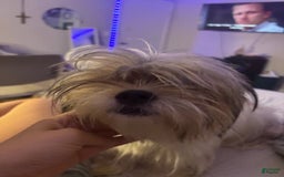 Shih Tzu dogs for sale: Luna - Image 6
