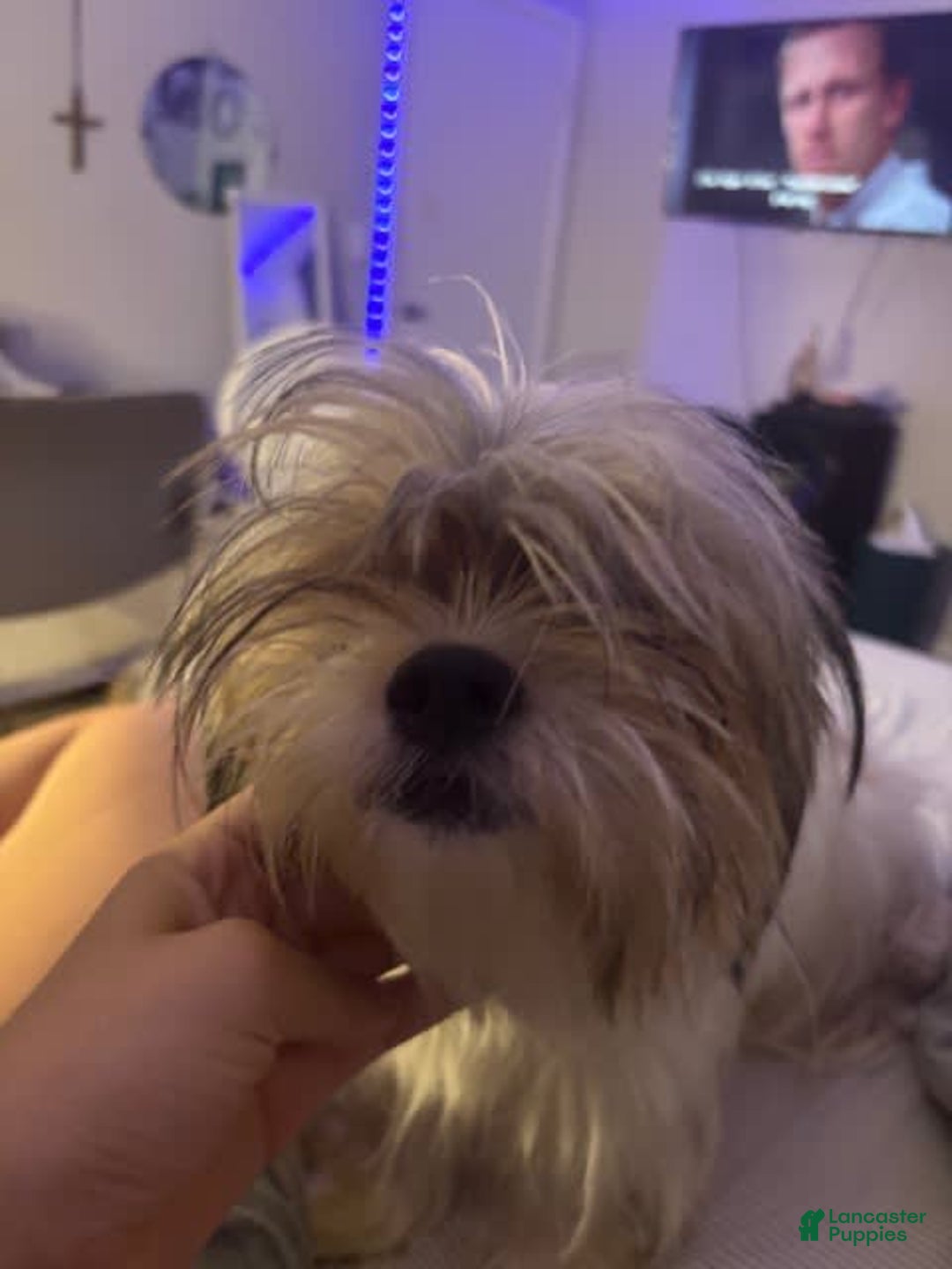 Shih Tzu dogs for sale: Luna - Image 6