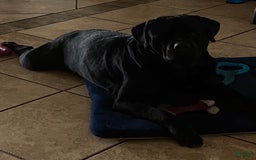 Rottweiler dogs for sale: F4 - Image 4