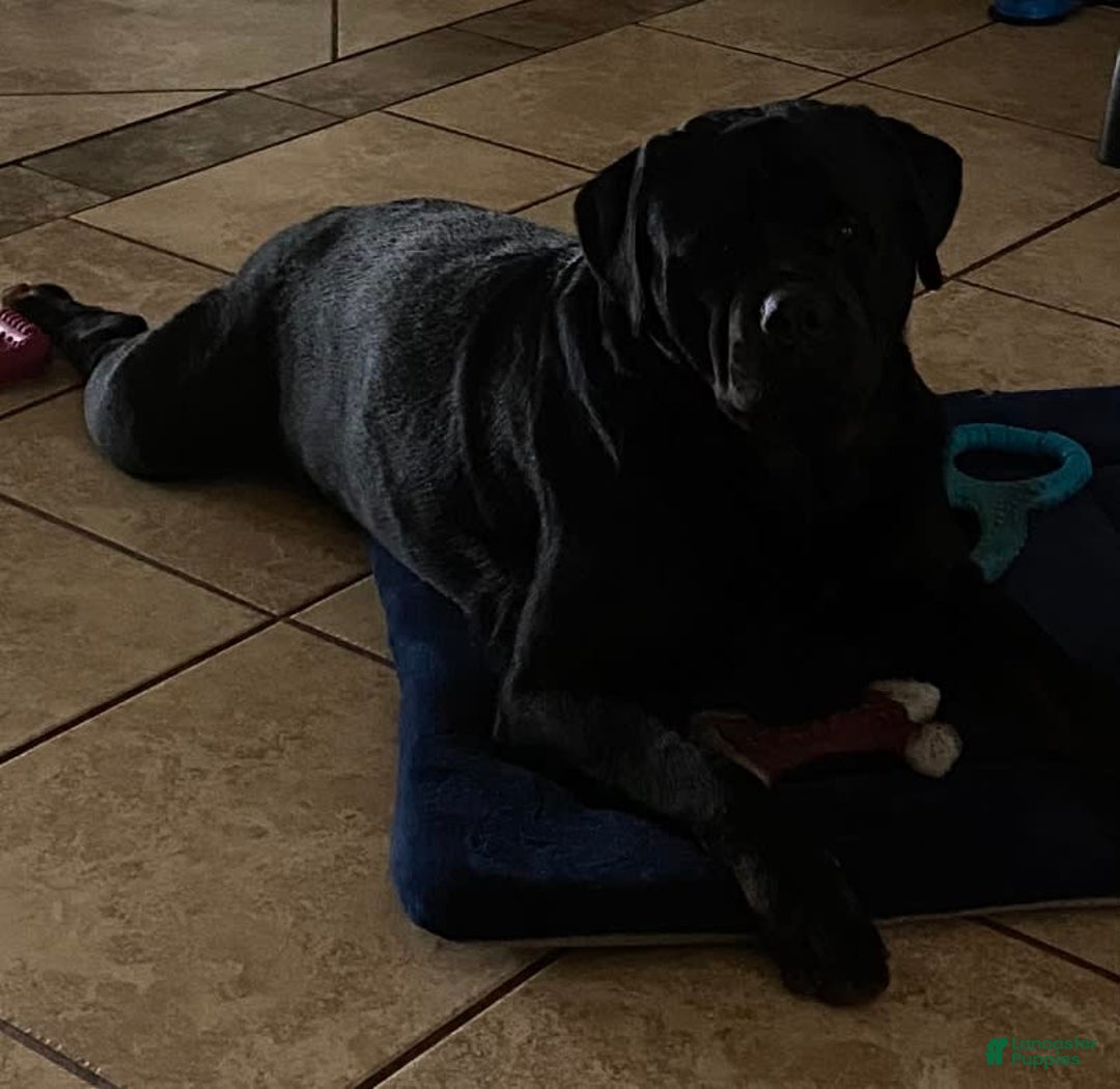 Rottweiler dogs for sale: F4 - Image 4