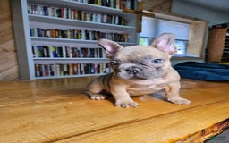 French Bulldog dogs for sale: Bully - Image 6