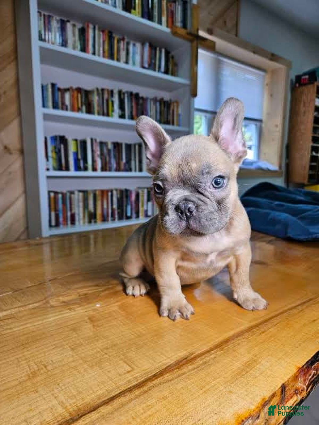 French Bulldog dogs for sale: Bully - Image 6