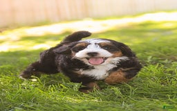 Mini Bernedoodle dogs for sale: Mary - Image 12