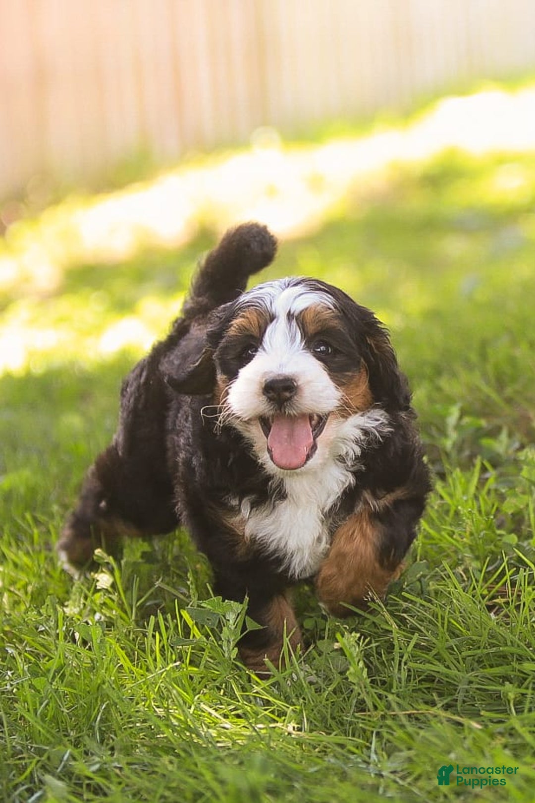 Mini Bernedoodle dogs for sale: Mary - Image 12