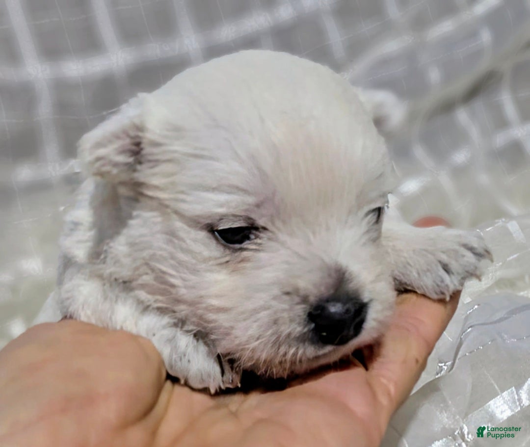 West Highland Terrier dogs for sale: Chip - Image 6