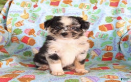  dogs for sale: Toy Australian Shepherd 3 puppies - Image 11