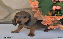Miniature Dachshund dogs for sale: Sofia - Image 3