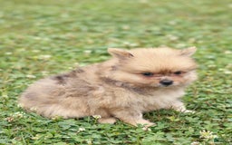 Pomeranian dogs for sale: Lukas - Image 6